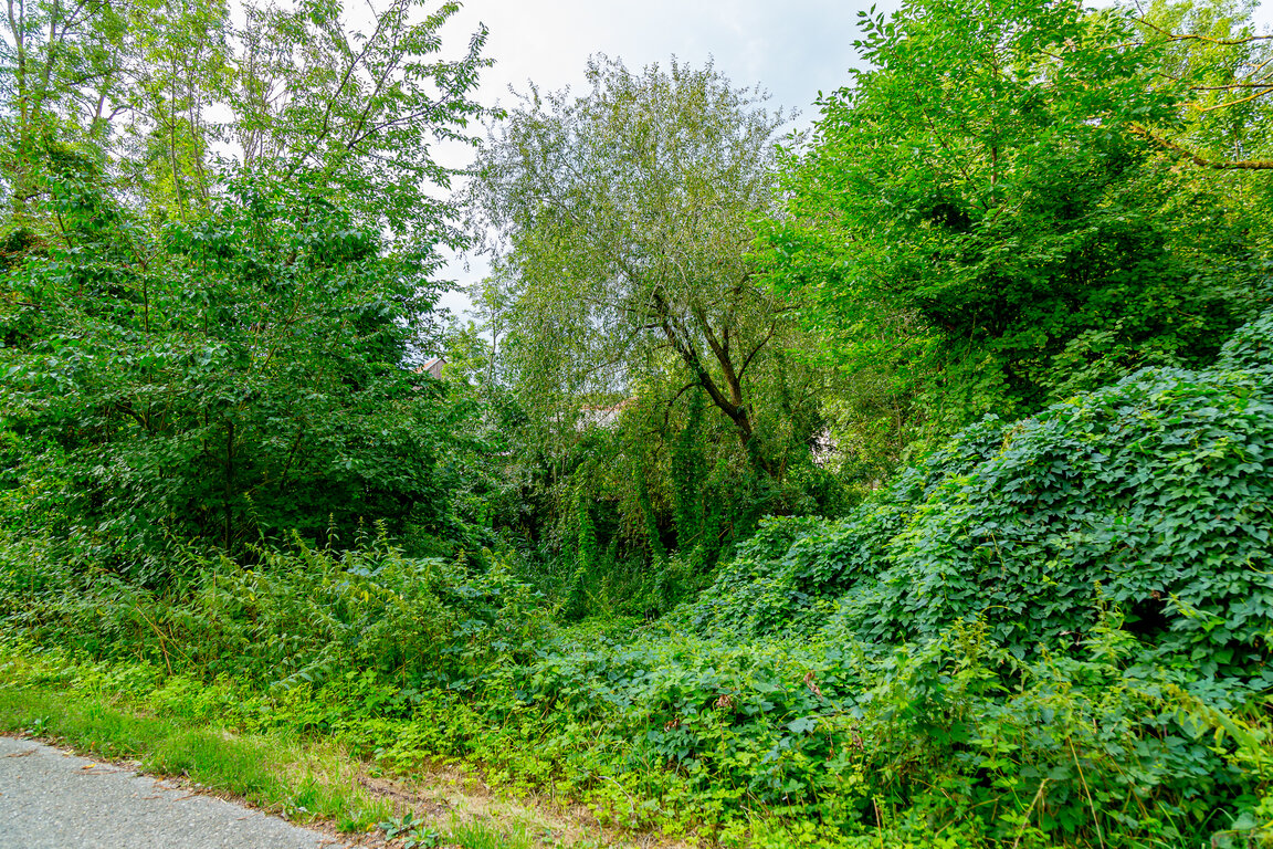 Image: _JA 40699 Natur pur, rechts Hopfen.jpg